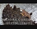 [ドラクエって]タランチュラ飼育日記その１２１[やっぱり５がおもろかったよね]