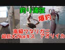 【釣り動画まとめ】超巨大29cmキス、高級ワタリガニ、アオリイカまで釣れちゃいました!