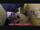 さらだあ
