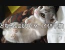 どーしてそんなにかわいいの？サラダちゃん　★短足マンチカん仔猫★