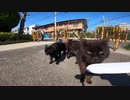 公園の野良猫たちにねこじゃすり使ったら私から離れようとしなくなった