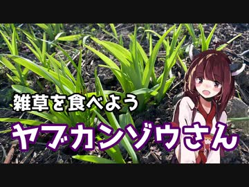 【思い切って野草を食べてみよう】#7 ヤブカンゾウさんで「ぬた和え」！