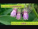 【スパイスを知ろう！】コンフリーを知ろう！【part104】