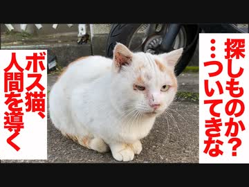 猫の組織NNNの幹部猫、人間を導く