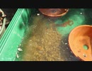 赤玉土
