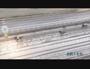 2021年3月14日水沢競馬12R スプリント特別(OP) タイセイブラスト