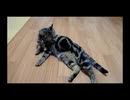 己の全身をくまなく舐める猫 - a cat licks his own body entirely -