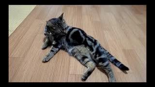 己の全身をくまなく舐める猫 - a cat licks his own body entirely -