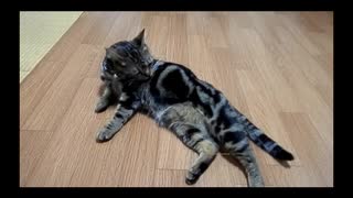 己の全身をくまなく舐める猫 - a cat licks his own body entirely -