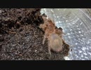[イッツライクァ]タランチュラ飼育日記その１２２[ウサイン・ボルト]