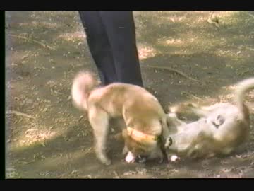 昭和生まれの犬