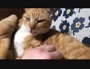 舌をしまい忘れる猫