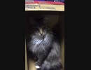 RYU-MAの元カノのまつあすが飼っている猫がただの箱入り娘だと思うなよ...にゃー！ฅ( ´• ɷ •` )ฅ
