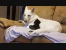 白いシェパードと猫