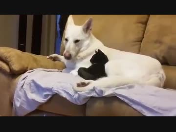 白いシェパードと猫