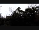 鳥の鳴き声20210315