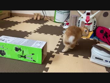 うさぎのサリーちゃん　トンネル遊び　9日目