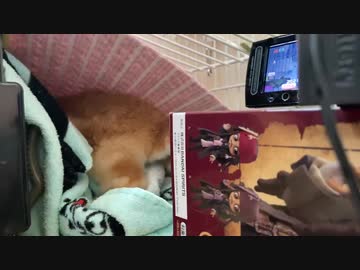 穴掘りほり　うさぎのサリーちゃん