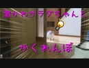 サラダとかくれんぼが可愛すぎて寝込んだ★短足マンチカン仔猫★　Cute kitten