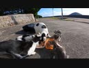 【野良子猫】猫島に行ったら仔猫と母猫に猫語で話しかけられたのでご飯をたべさせた