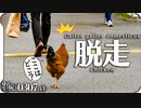 0307B1【ニワトリ脱走。道路で迷子】コケコッコー。ジョウビタキ♀。ツグミ。金柑にスズメ。オカヨシガモ。マガモ。ヒドリガモ。コガモ。