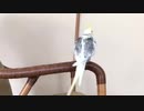 ポッチョーンってしてドヤ顔のオカメインコ