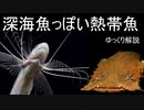 【生き物紹介】深海魚っぽい熱帯魚【ゆっくり解説】