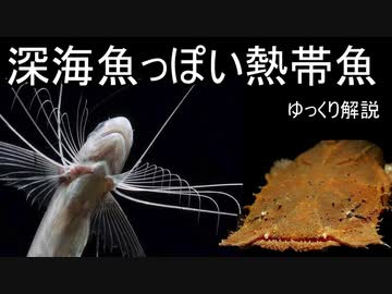 【生き物紹介】深海魚っぽい熱帯魚【ゆっくり解説】