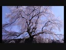 天使がみる夢　TVサイズ