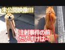 だいすけの散歩だと思ったら注射だった動画の全貌