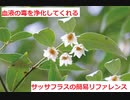 【スパイスを知ろう！】サッサフラスを知ろう！【part105】