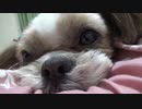 【アル】うちの毛玉【祝7歳】