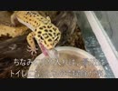 [123といえば]タランチュラ飼育日記その１２３[ドカポンだよねぇ]