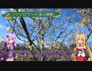 【ゆかマキ】のんびりやまのぼり_No.6_宝登山【ゆっくり】