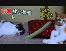 胡瓜に勝った猫「キュウリドッキリを仕掛けたら驚いてくれるかな」【茶白猫の場合】