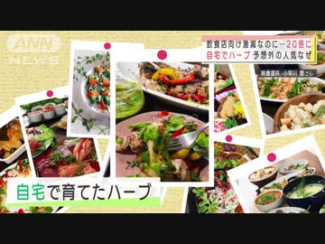 お家でハーブ栽培急増!　癒しに、お料理に大人気
