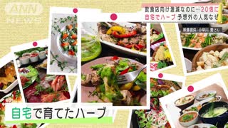 お家でハーブ栽培急増!　癒しに、お料理に大人気