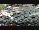 モナカ君のエビ水槽