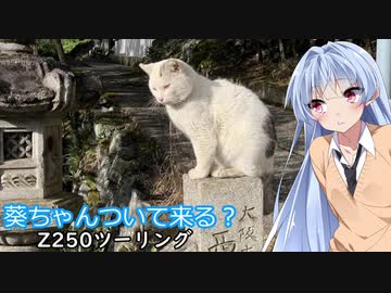 葵ちゃんついて来る？第5話「結局フィジカル」