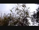 鳥の鳴き声20210316