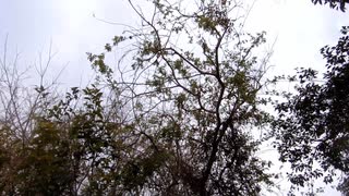 鳥の鳴き声20210316