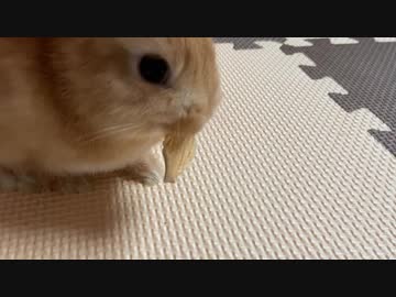 朝りんご　うさぎのサリーちゃん　9日目
