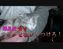 とんでもなく激かわのサラダちゃんを寝かしつける★短足マンチカン仔猫★　Cute kitten