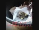 野鳥カワラヒワを保護しました^ - ^ I protected wild bird Kawarahiwa.