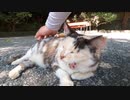猫だらけの神社、日陰やベンチの下でくつろぐ猫様に出会う