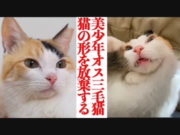 美少年オス三毛猫、猫の形状を放棄する
