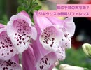 【スパイスを知ろう！】ジギタリスを知ろう！【part106】