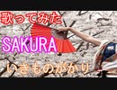 【歌ってみた】SAKURA/いきものがかり