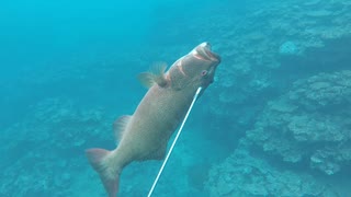 【魚突き】奄美大島 スジアラ ブダイ 2020年7月