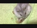 ピーナッツを食べる　【オッドアイのハムスター】